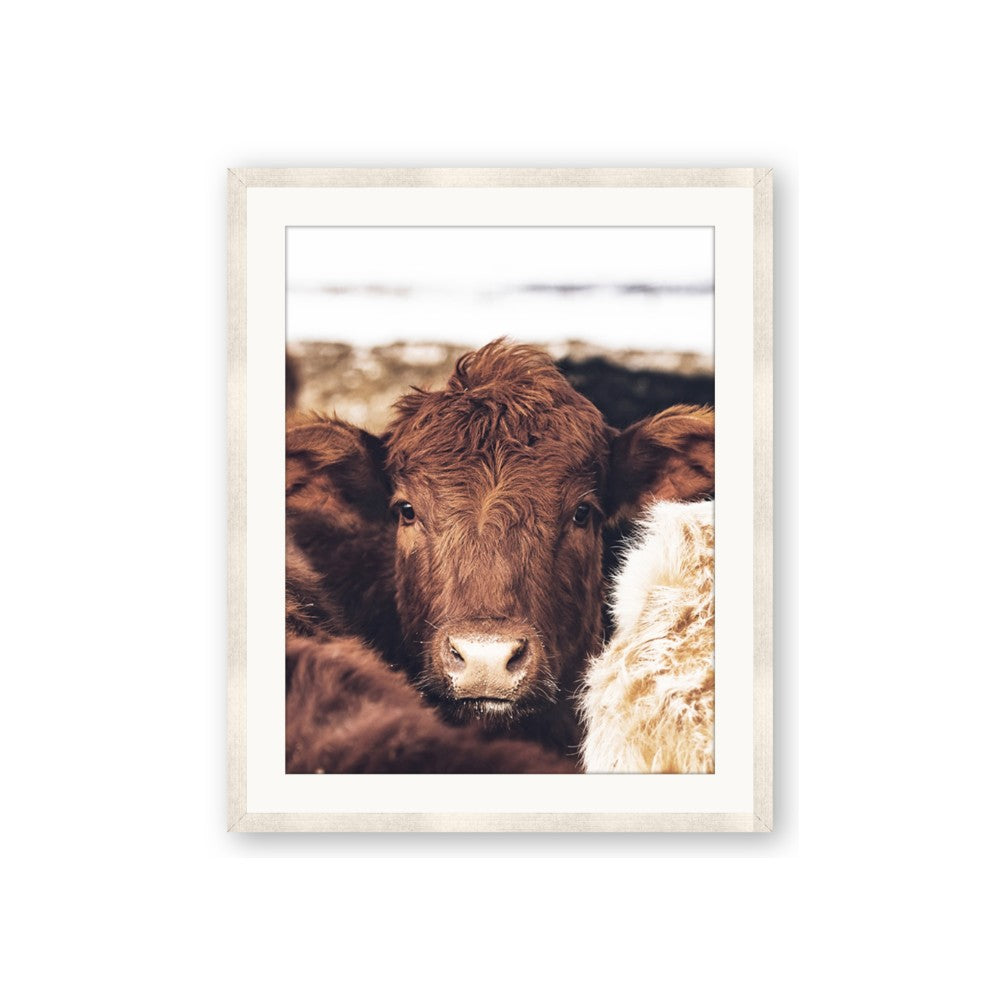Snuggled Highland