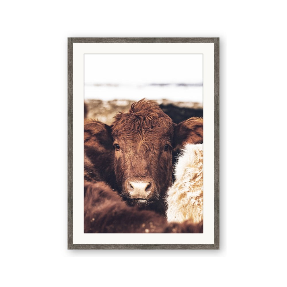 Snuggled Highland