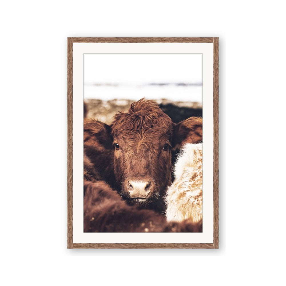 Snuggled Highland