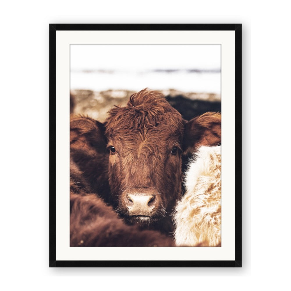 Snuggled Highland
