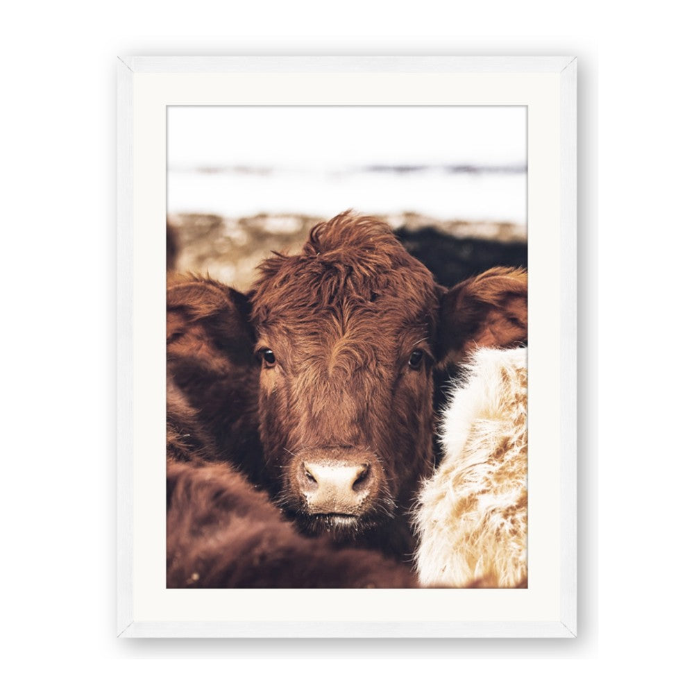 Snuggled Highland