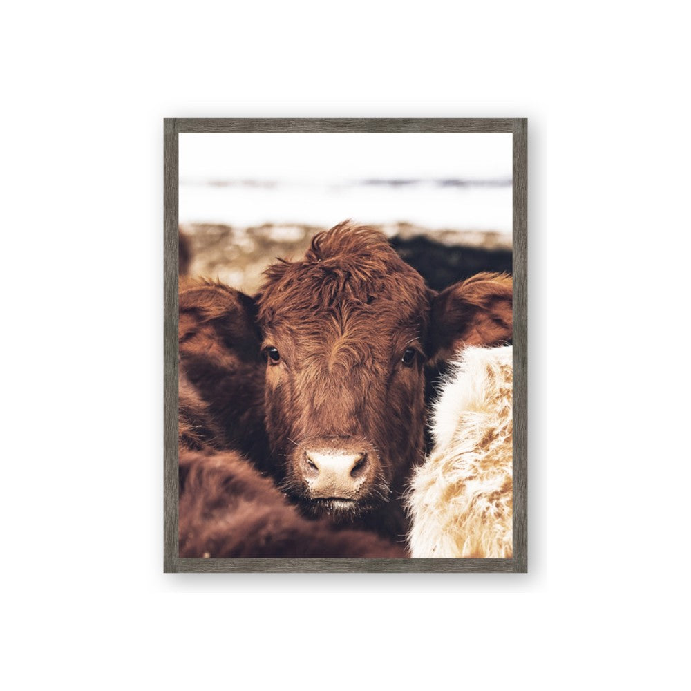 Snuggled Highland