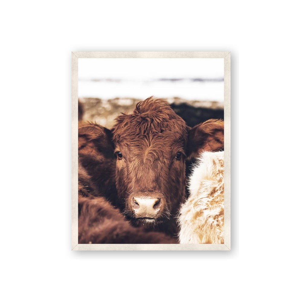 Snuggled Highland