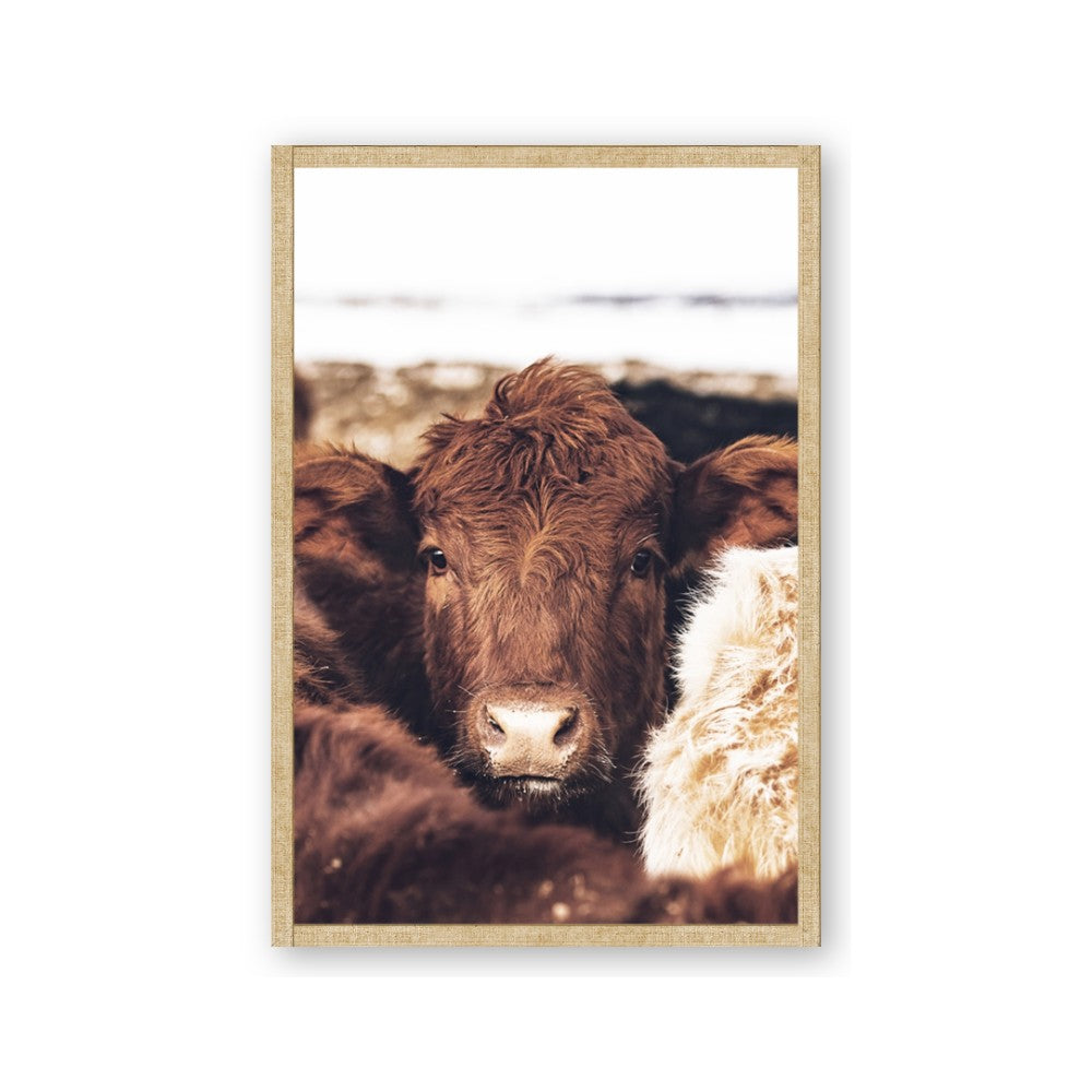 Snuggled Highland