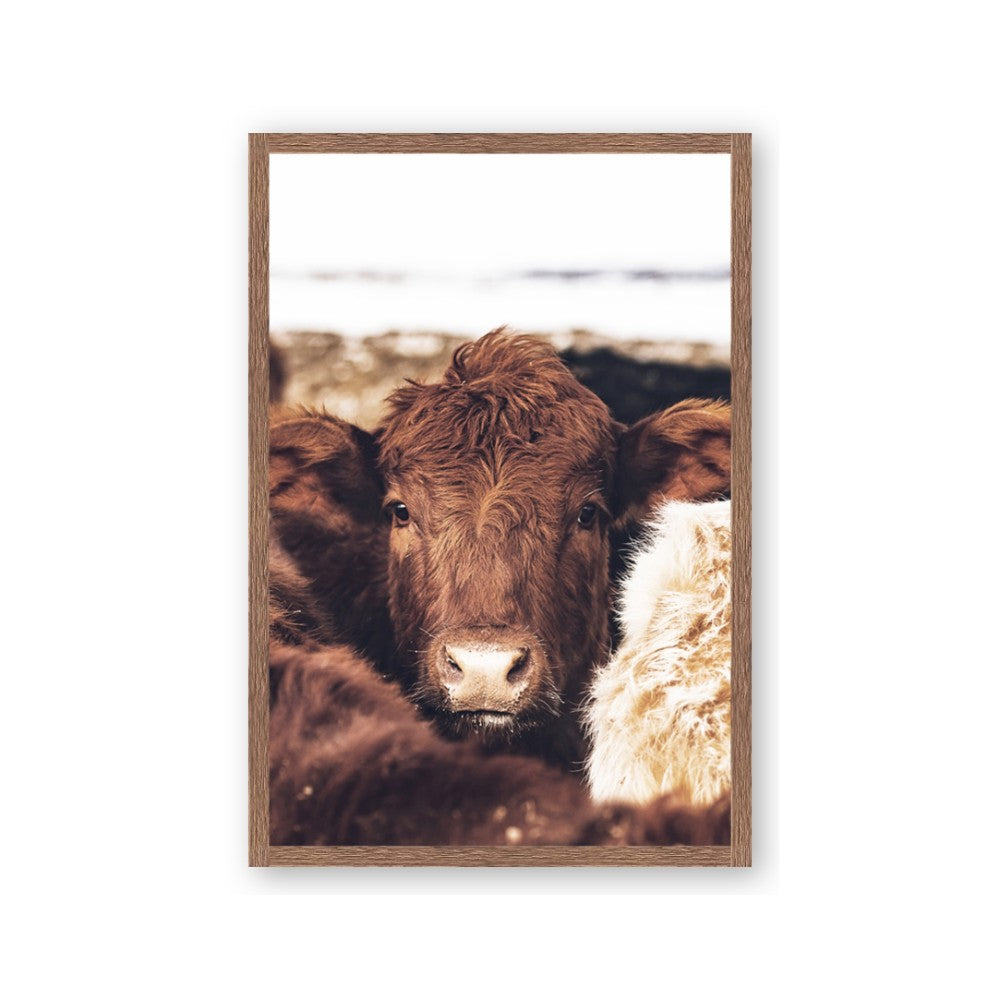 Snuggled Highland
