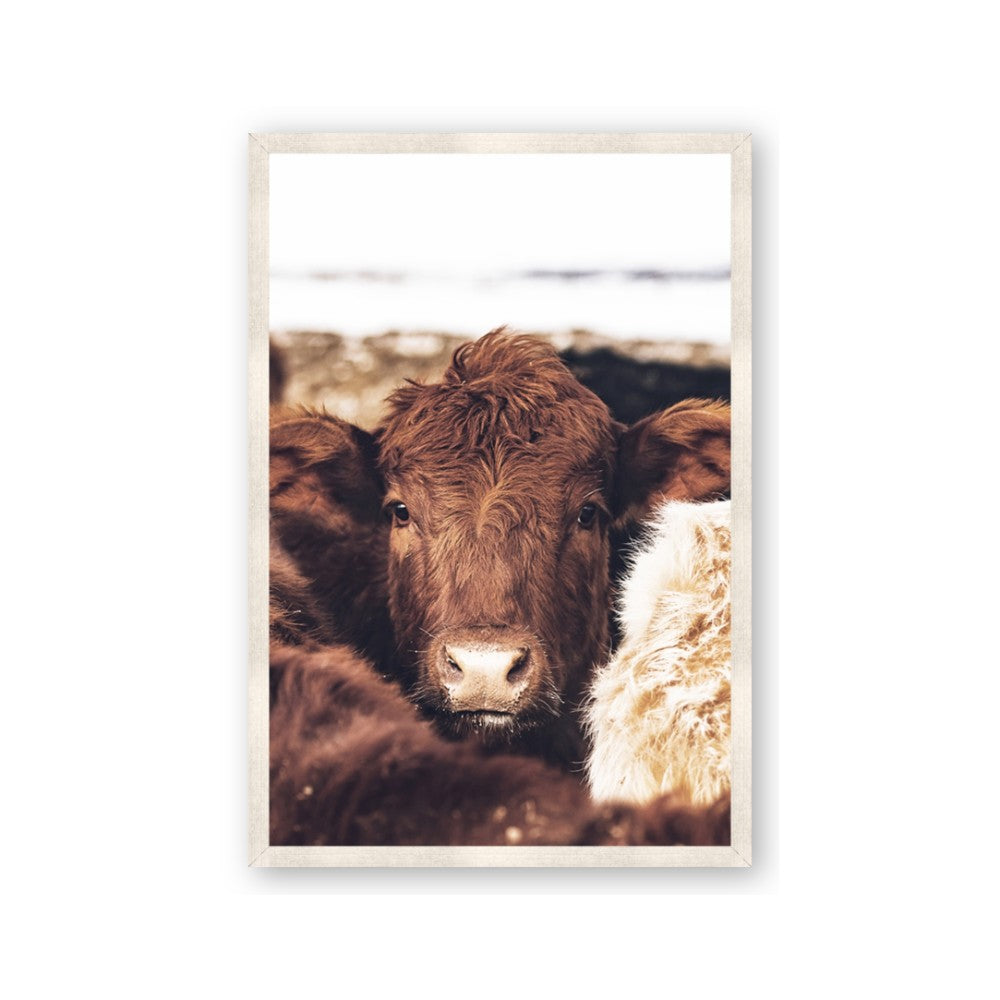 Snuggled Highland