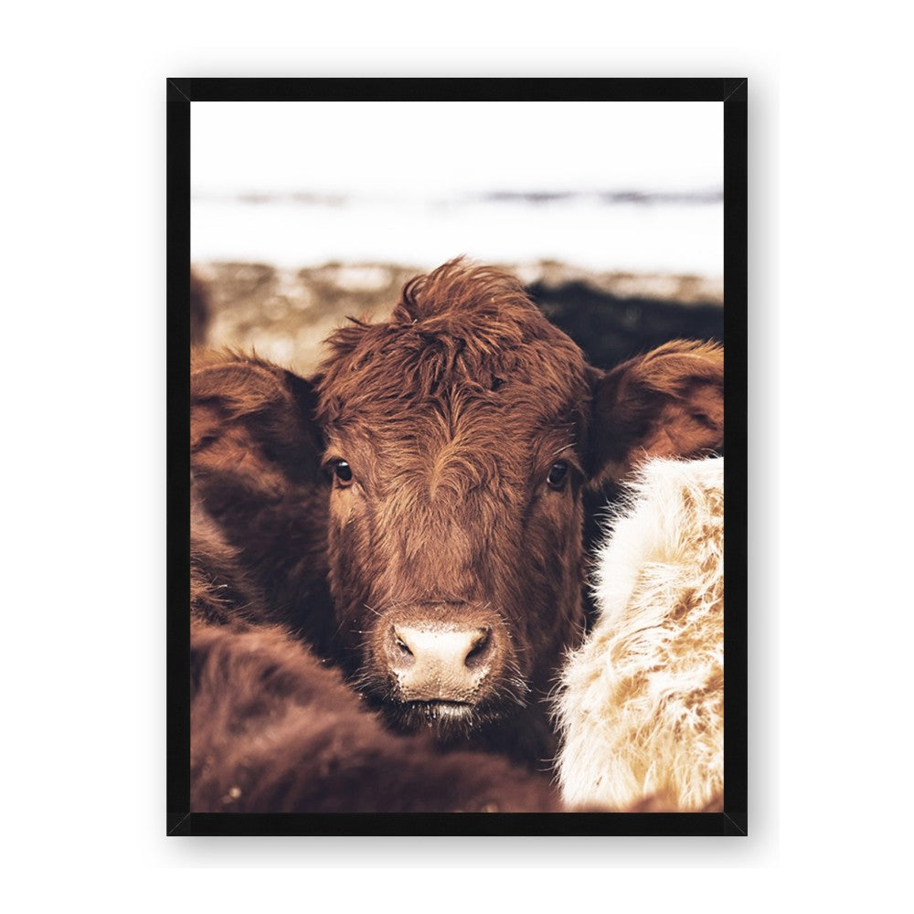 Snuggled Highland
