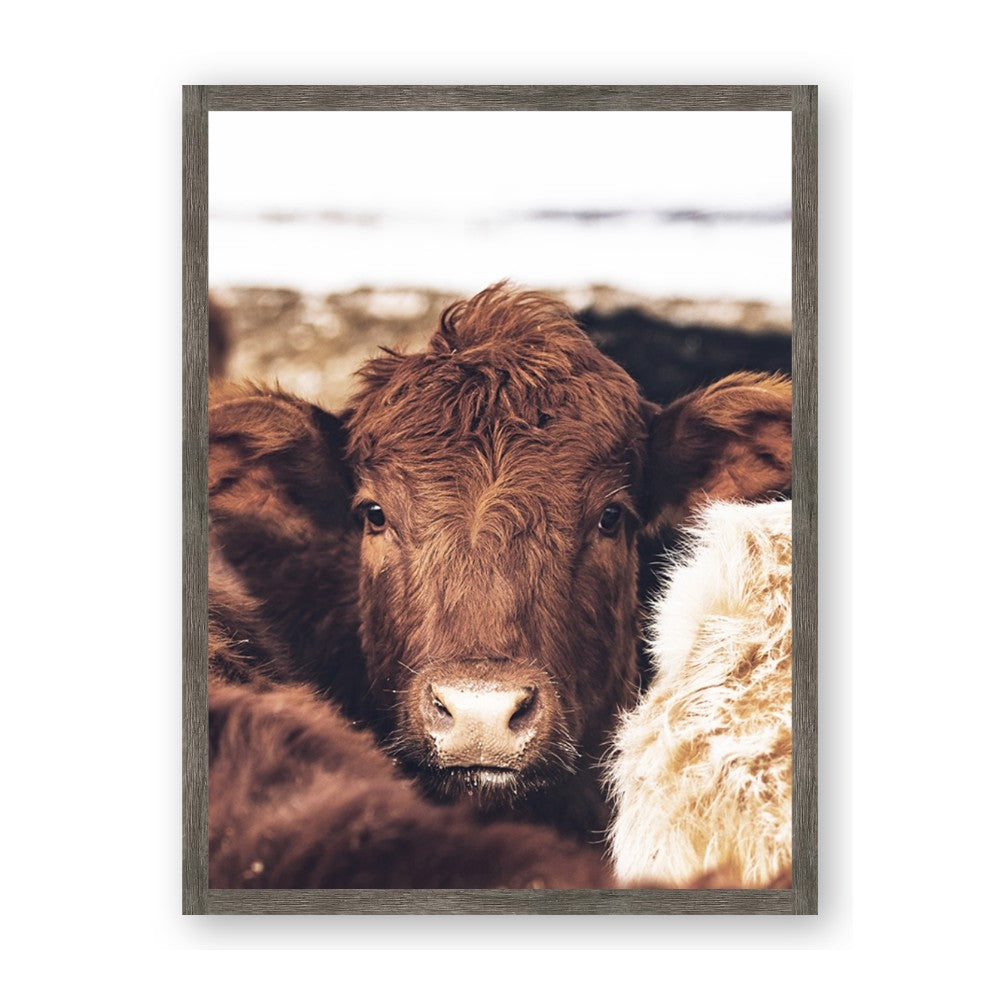 Snuggled Highland