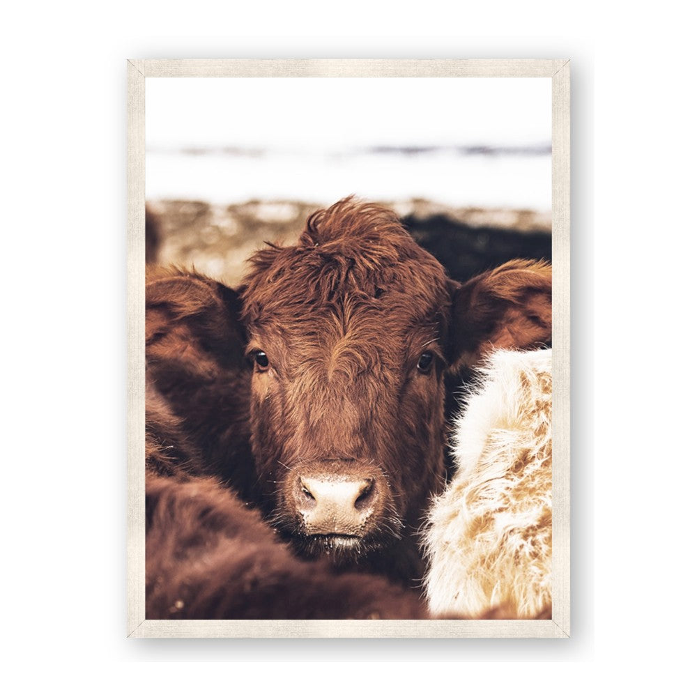 Snuggled Highland