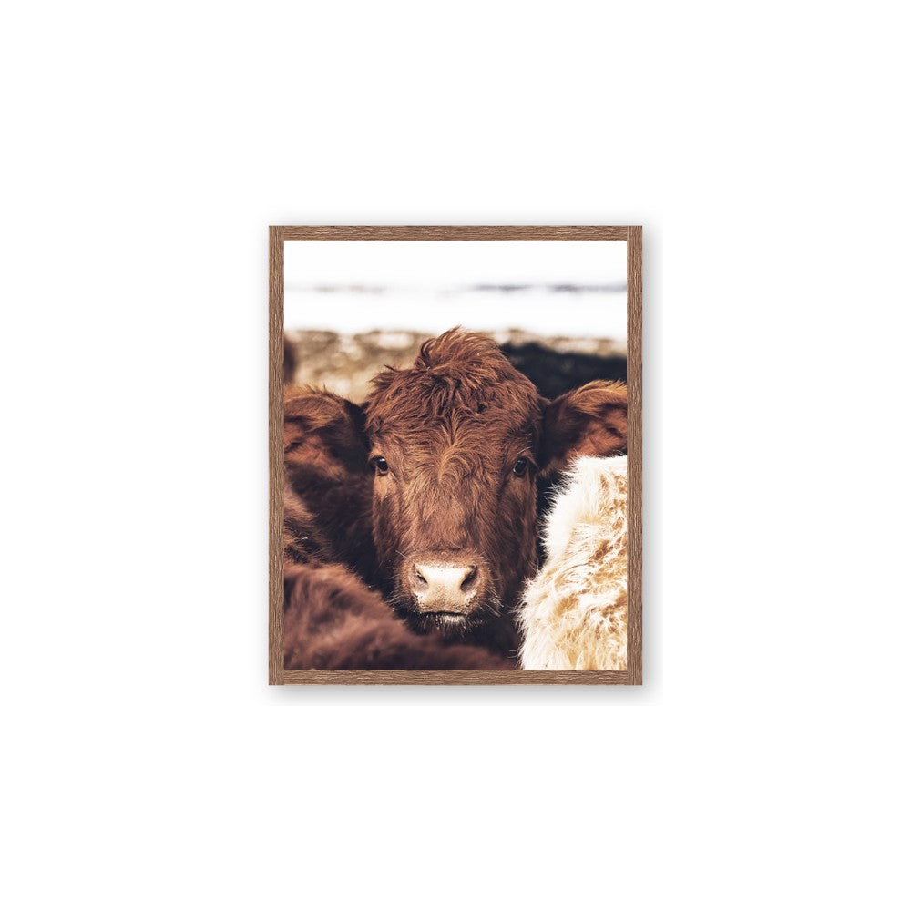 Snuggled Highland