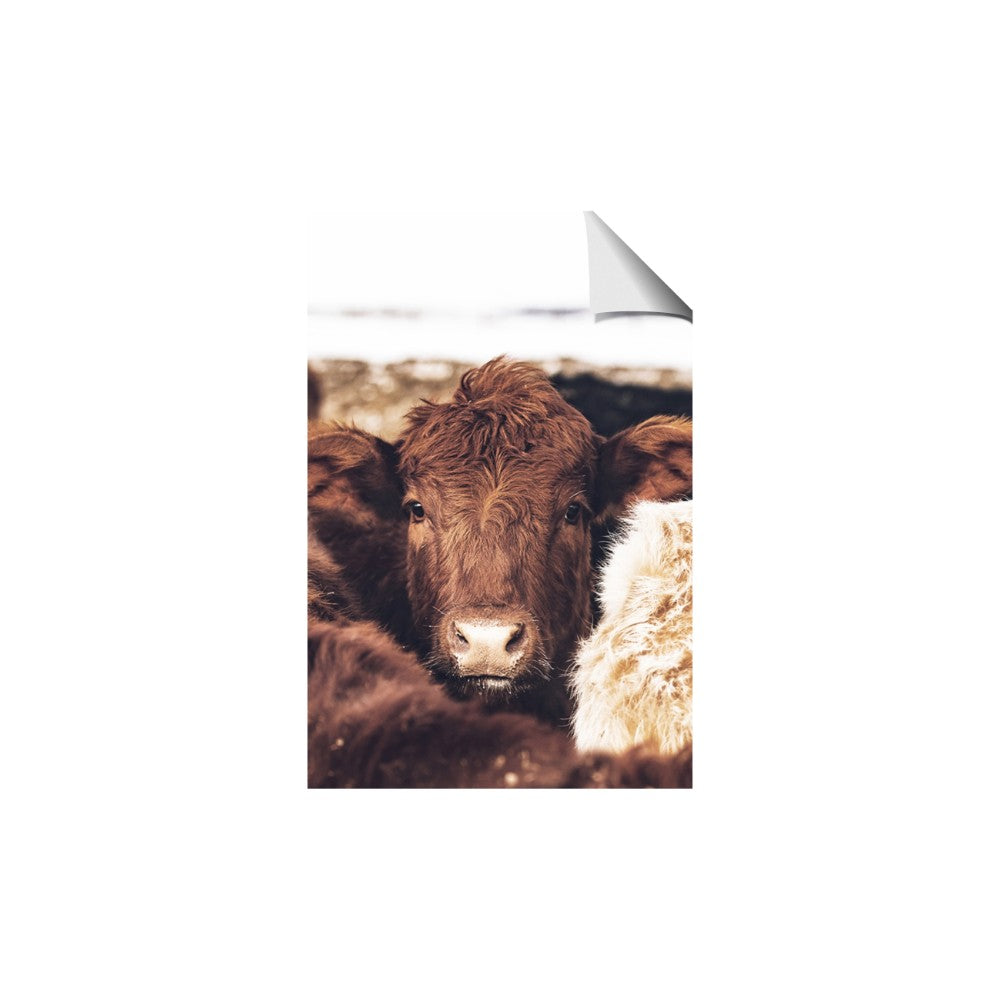 Snuggled Highland