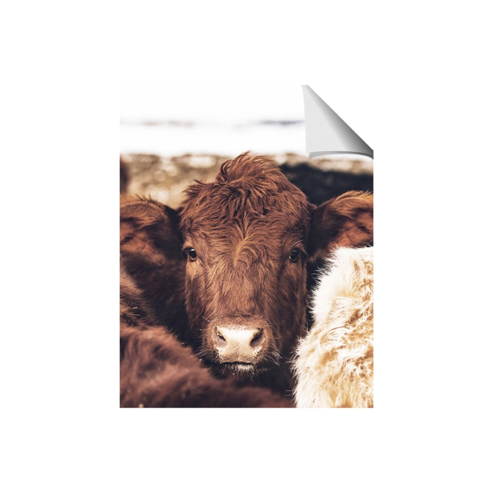 Snuggled Highland