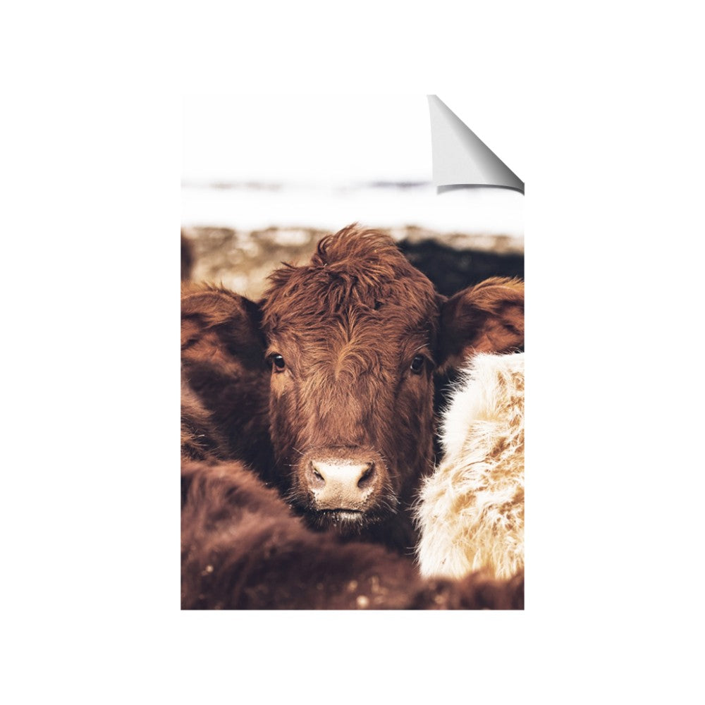 Snuggled Highland