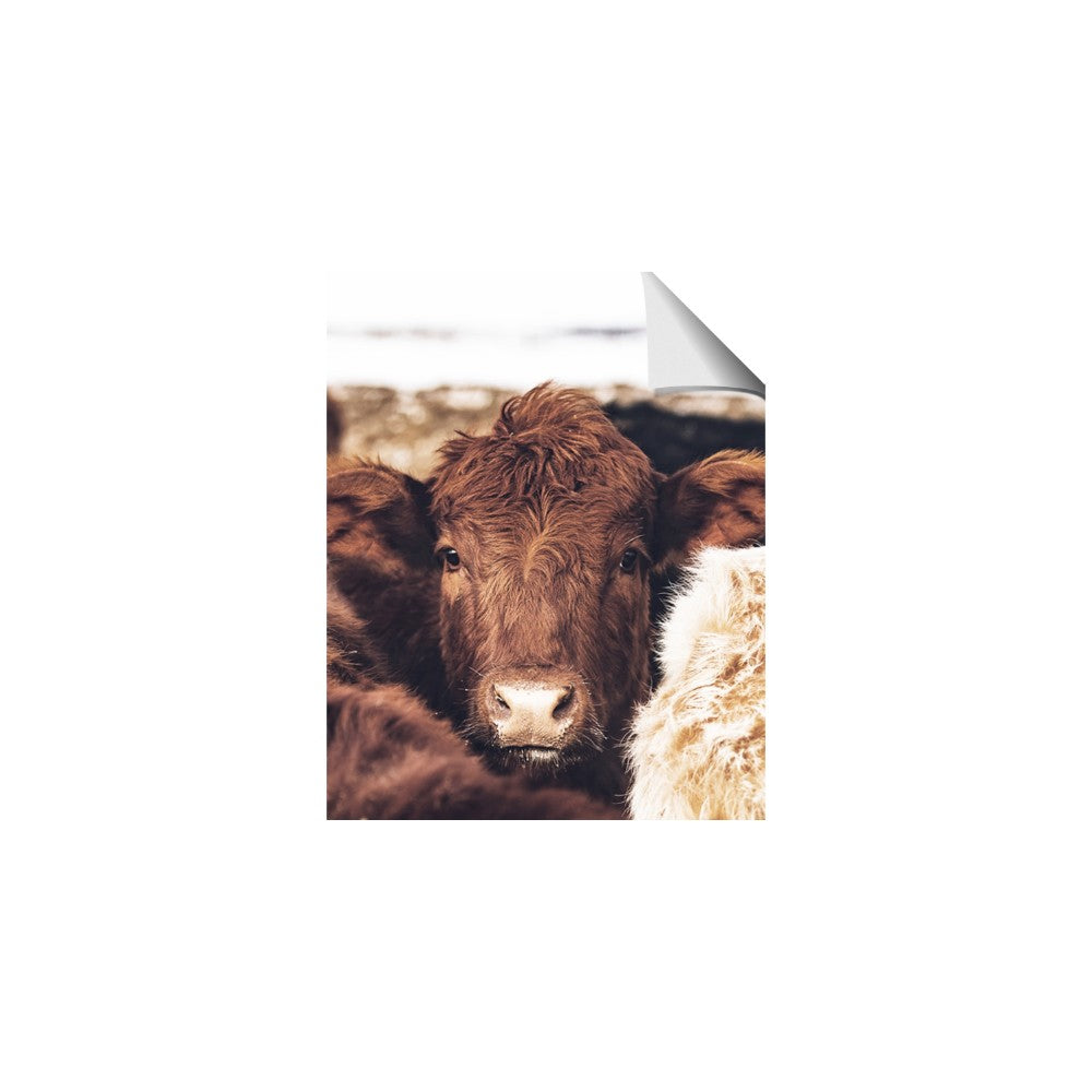 Snuggled Highland