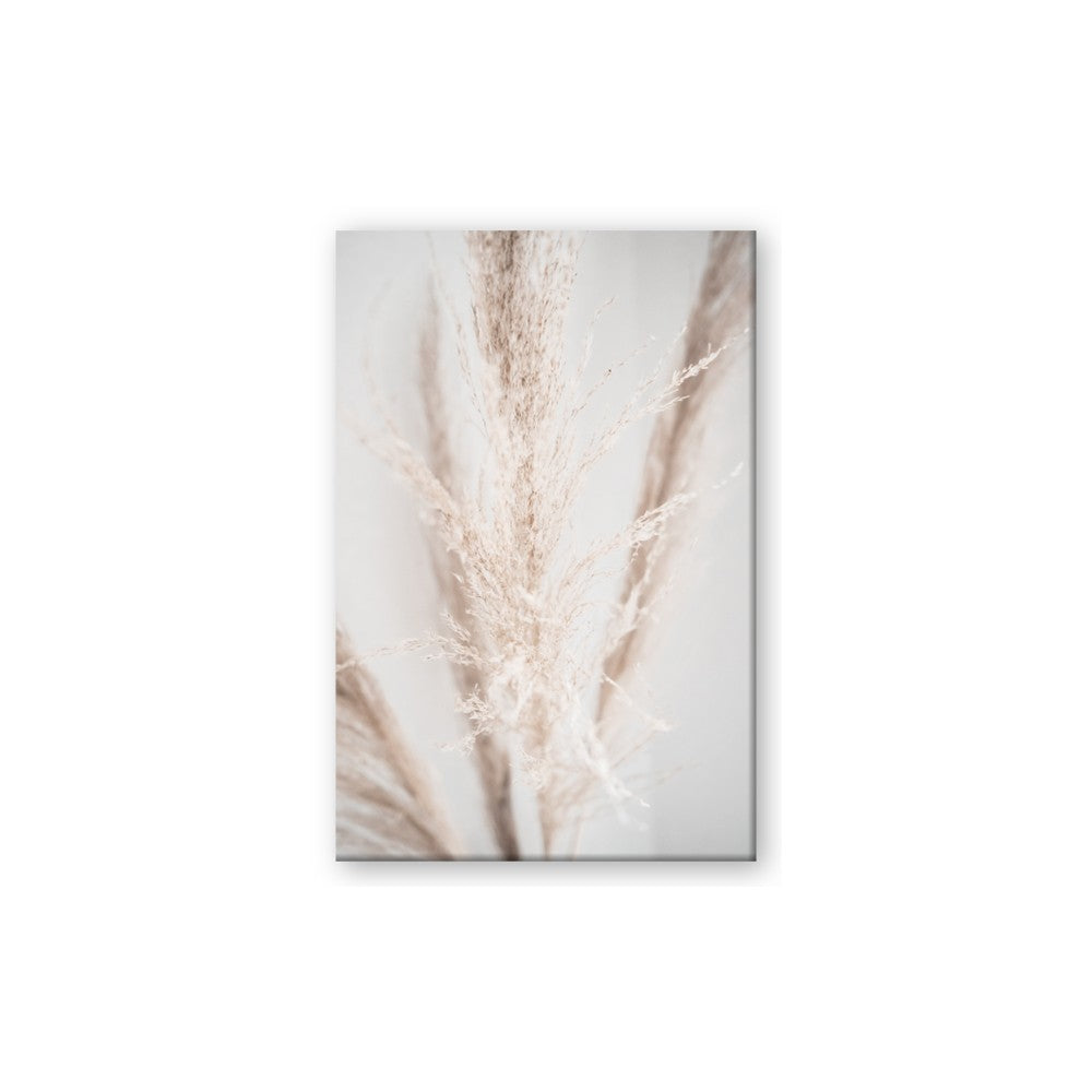 Whispy Pampas
