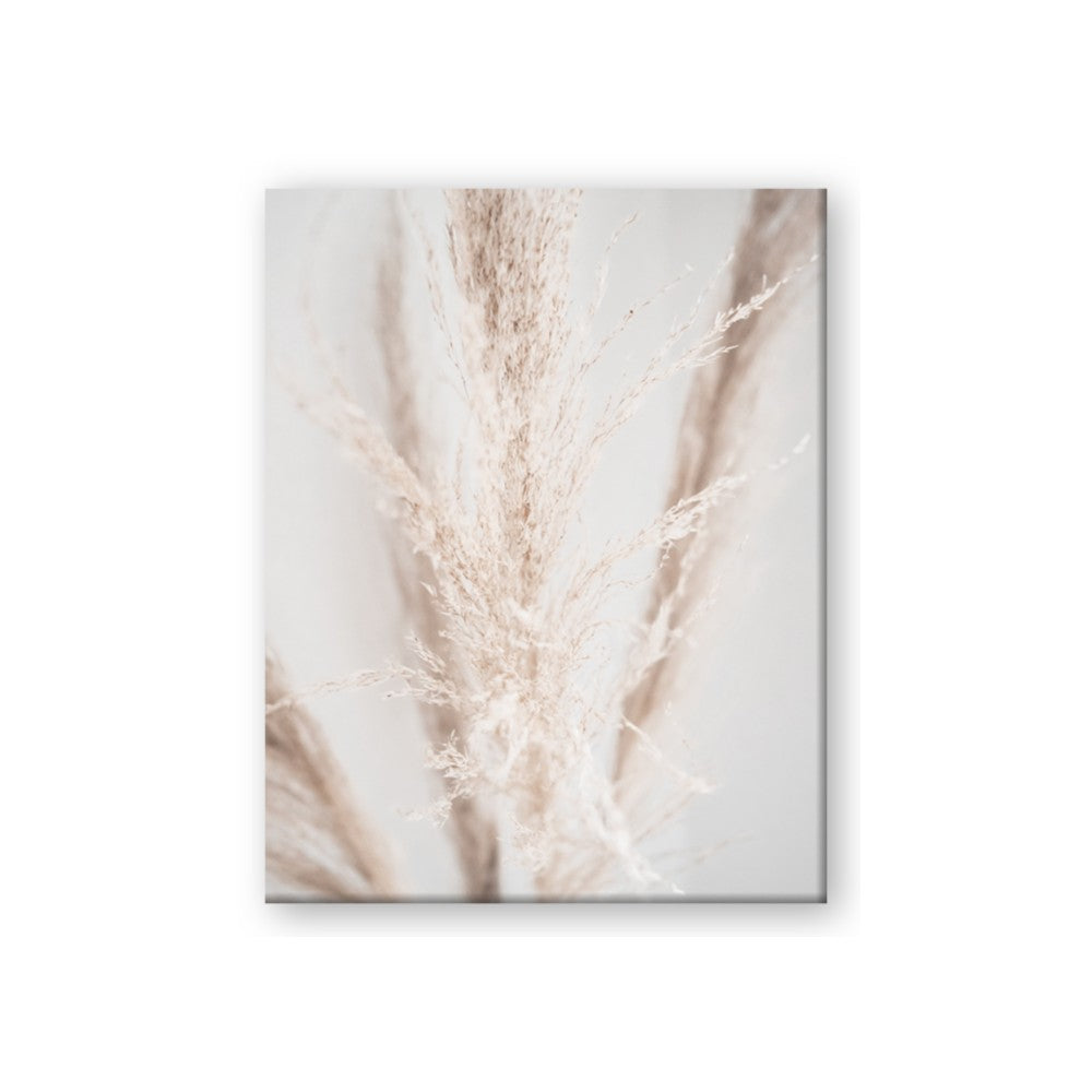Whispy Pampas