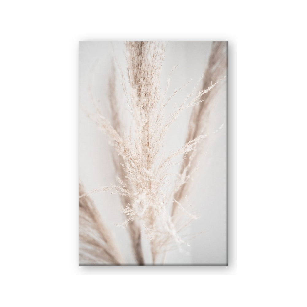 Whispy Pampas