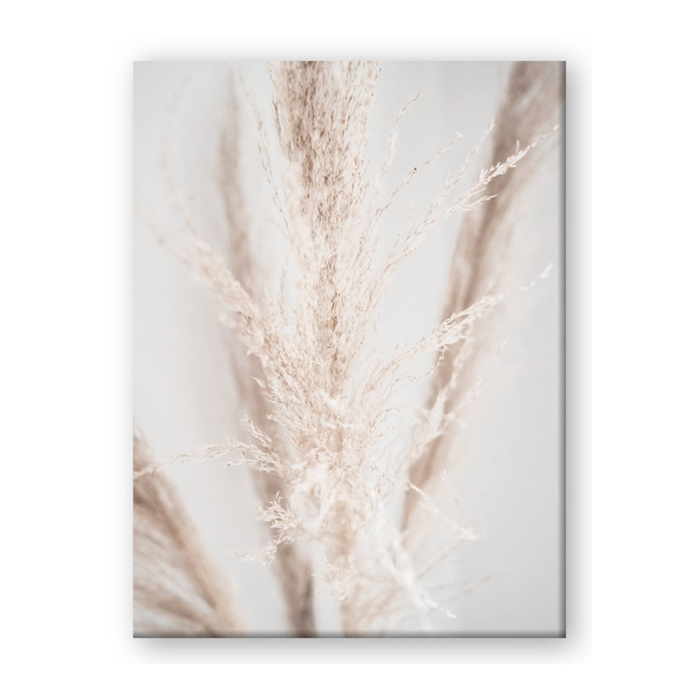 Whispy Pampas