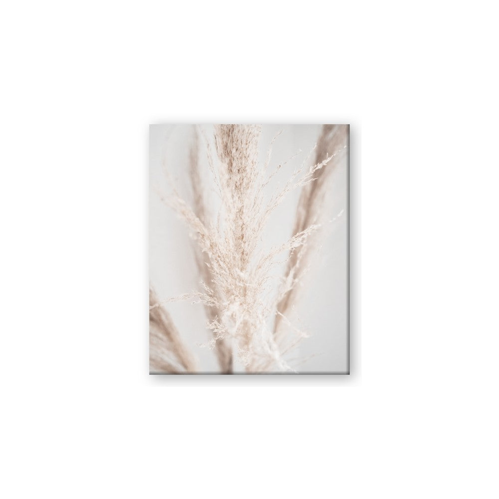 Whispy Pampas