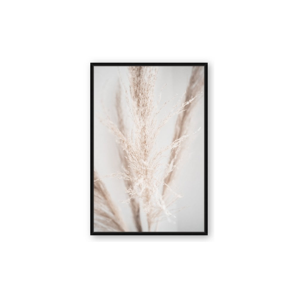Whispy Pampas