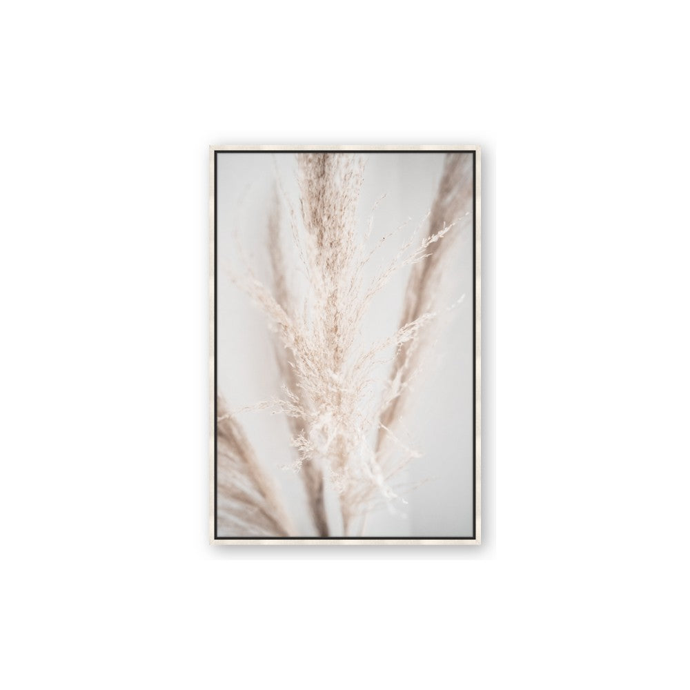 Whispy Pampas