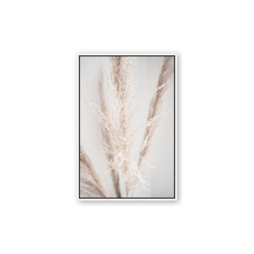 Whispy Pampas