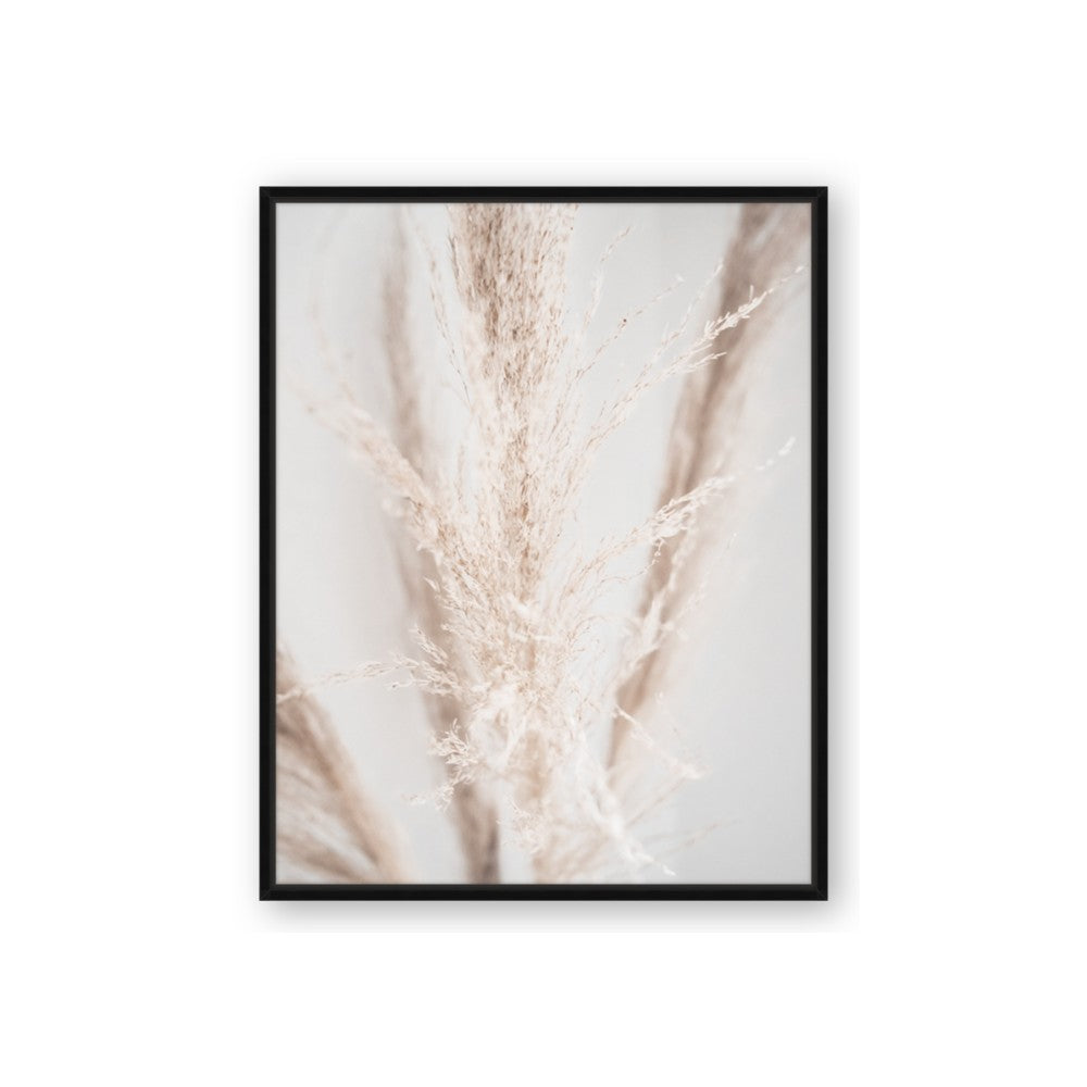 Whispy Pampas