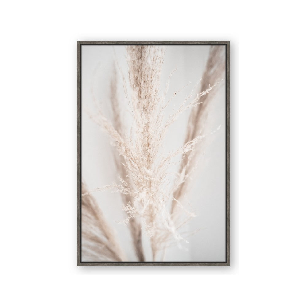 Whispy Pampas