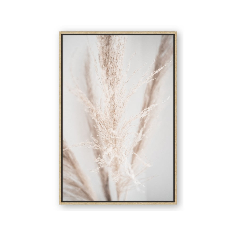 Whispy Pampas