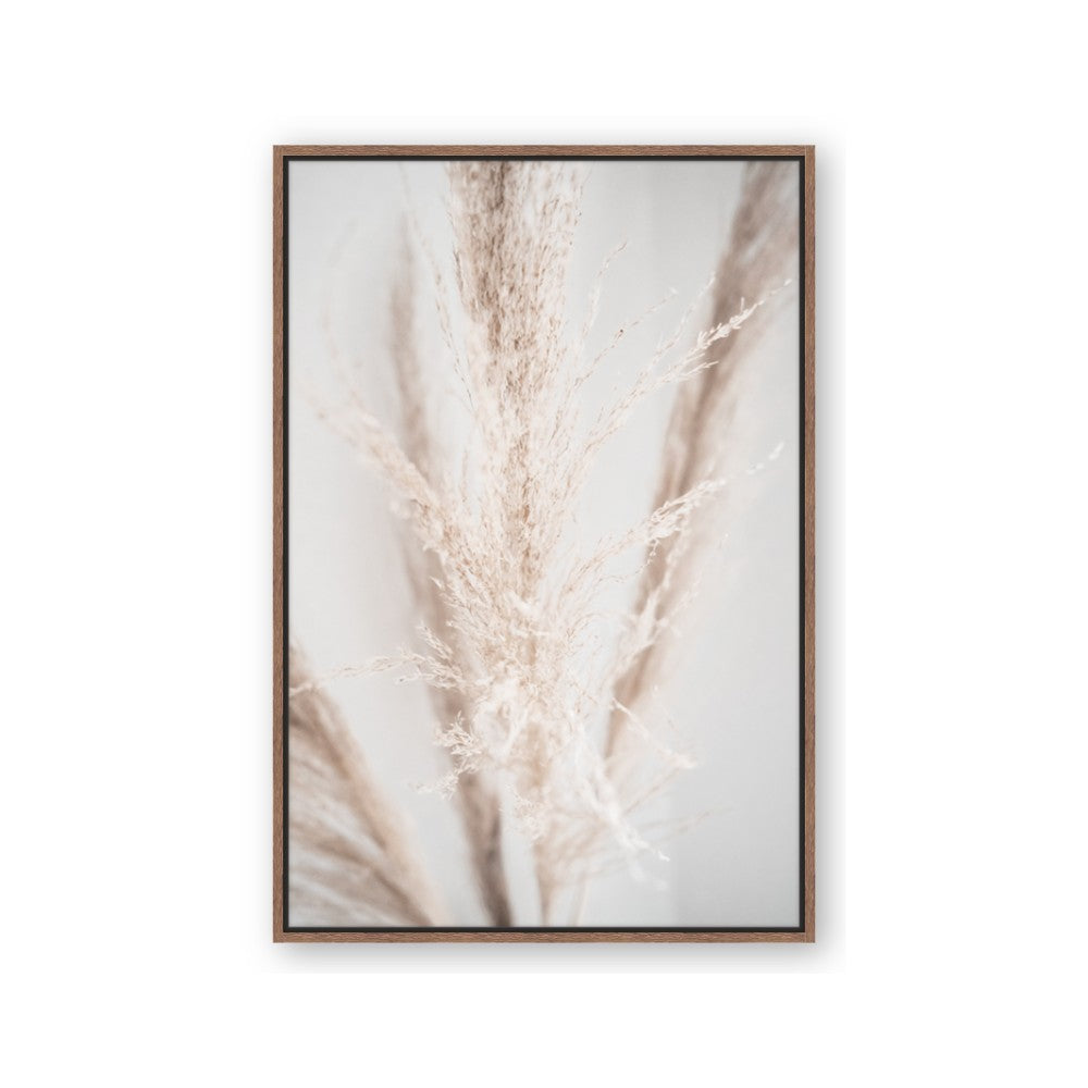 Whispy Pampas