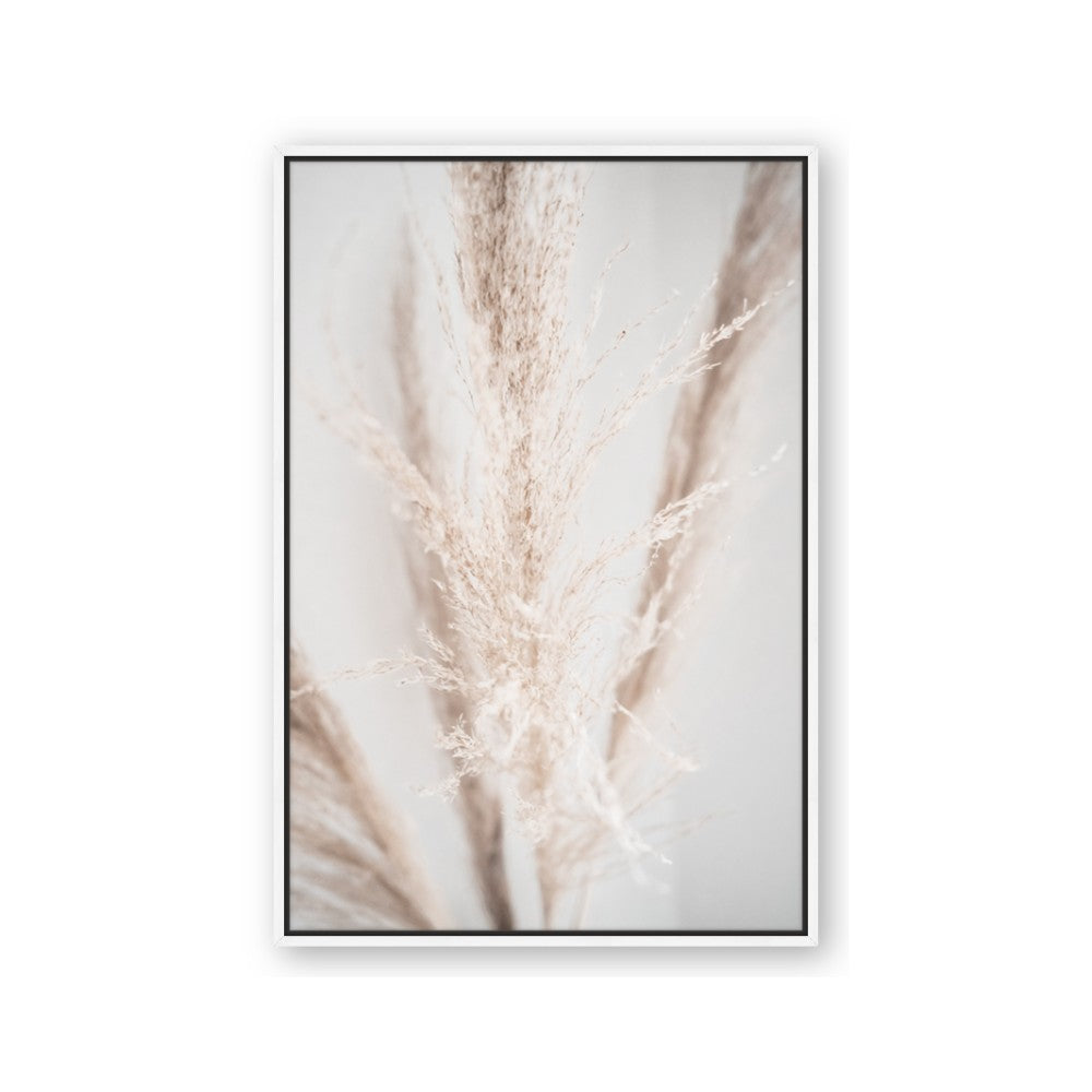 Whispy Pampas