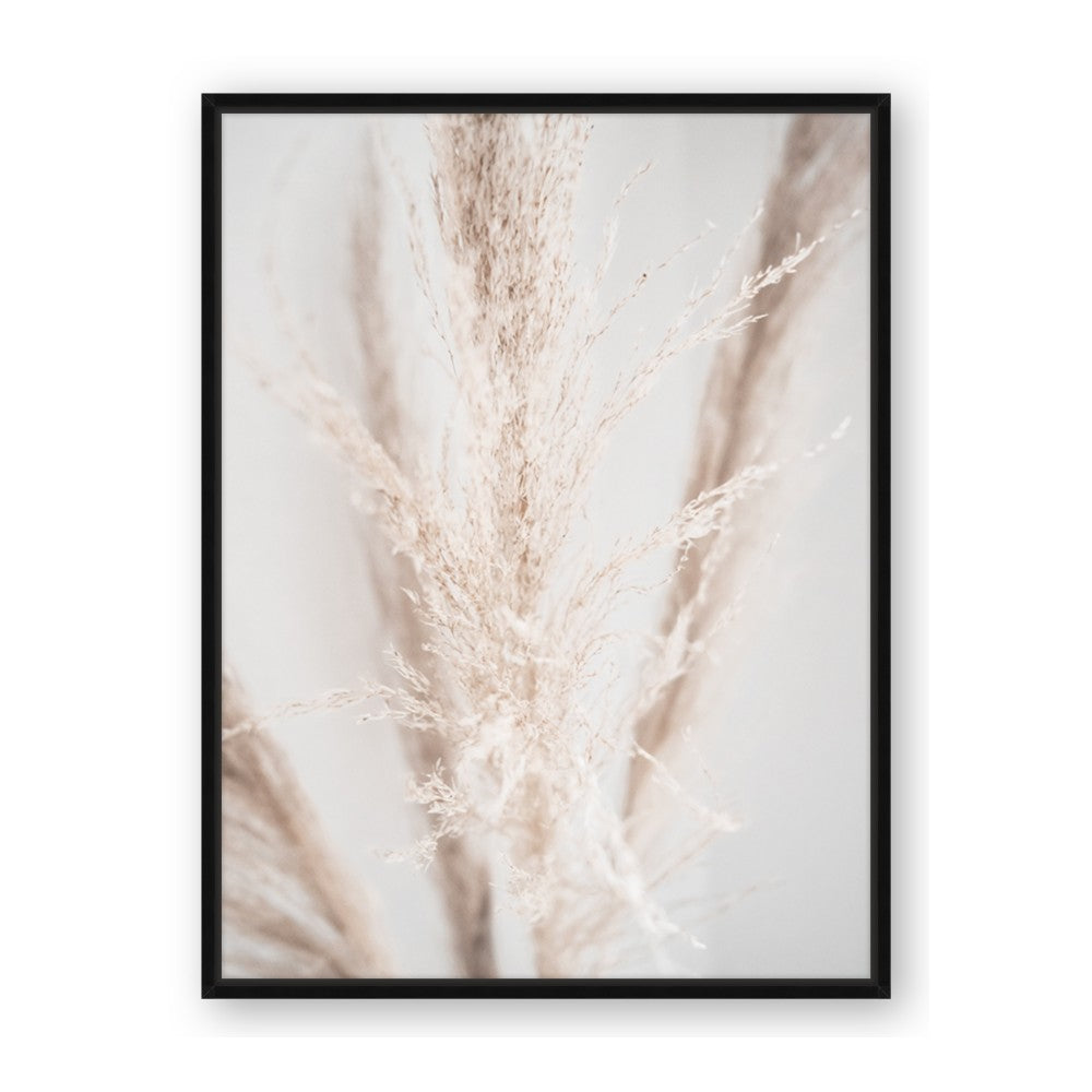 Whispy Pampas