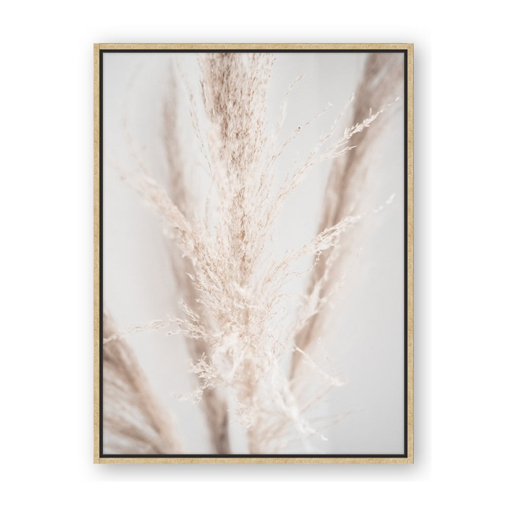 Whispy Pampas