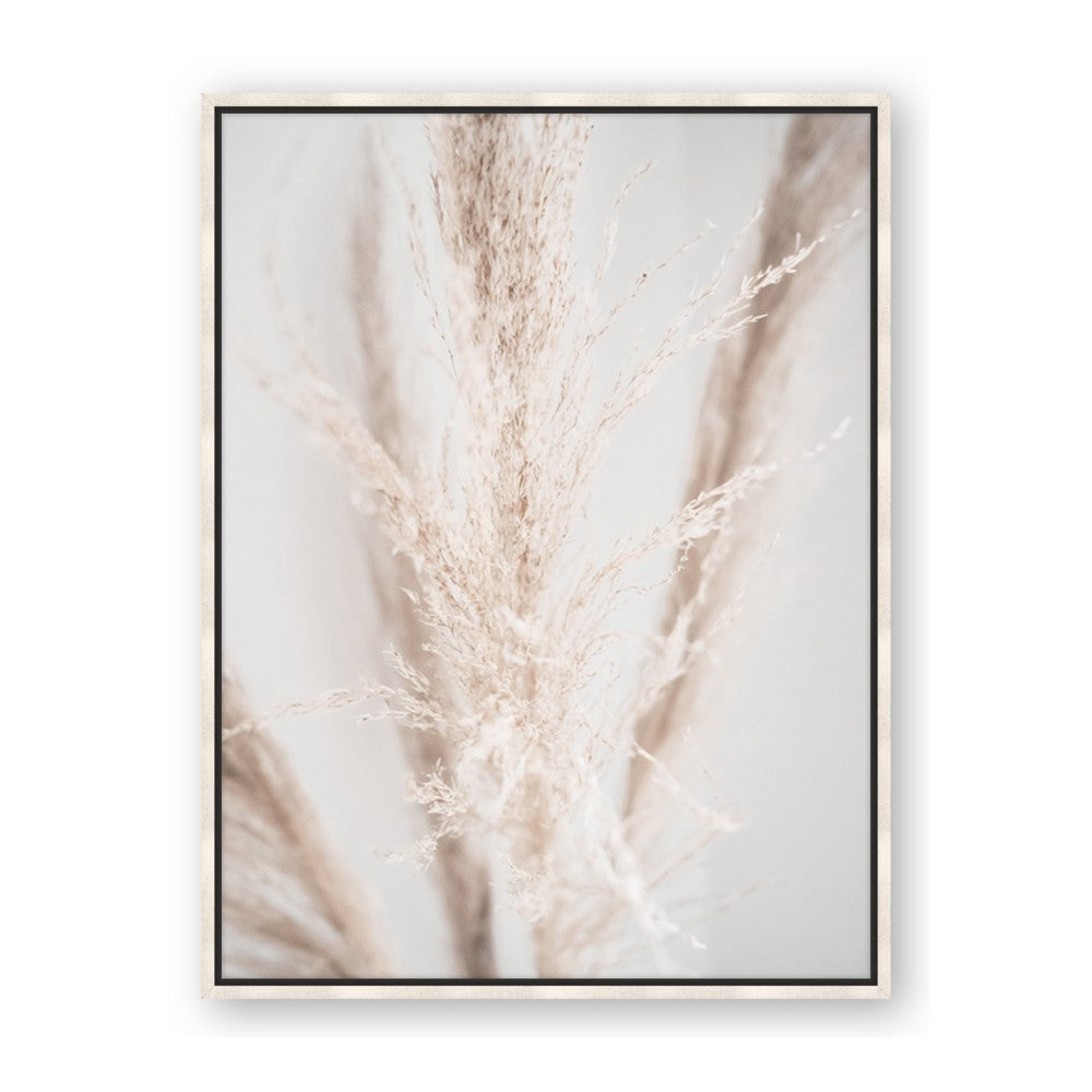 Whispy Pampas
