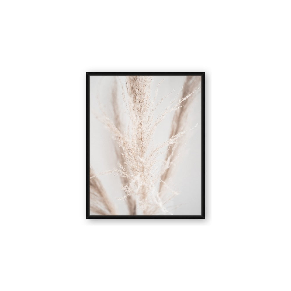 Whispy Pampas
