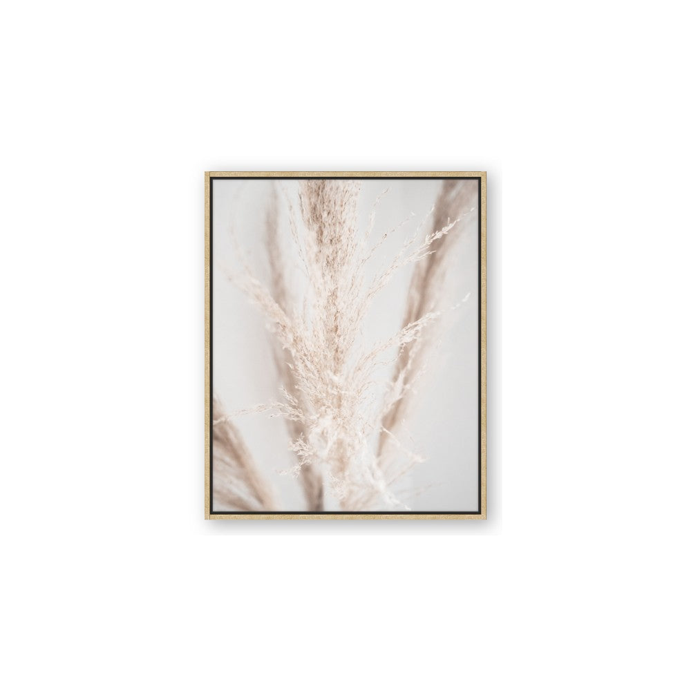 Whispy Pampas