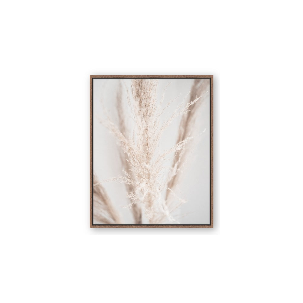 Whispy Pampas