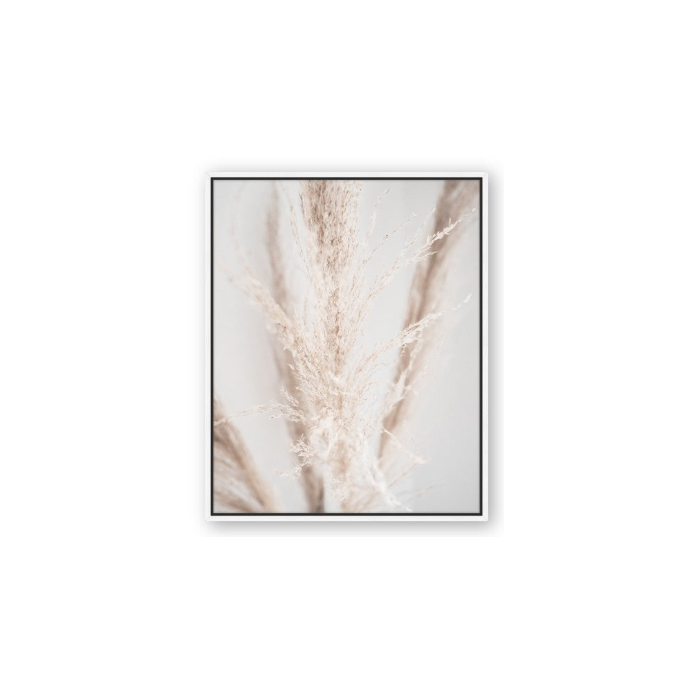 Whispy Pampas