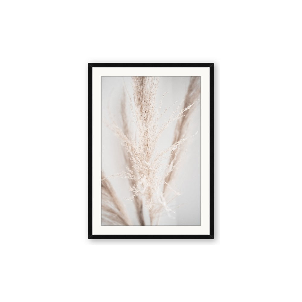 Whispy Pampas