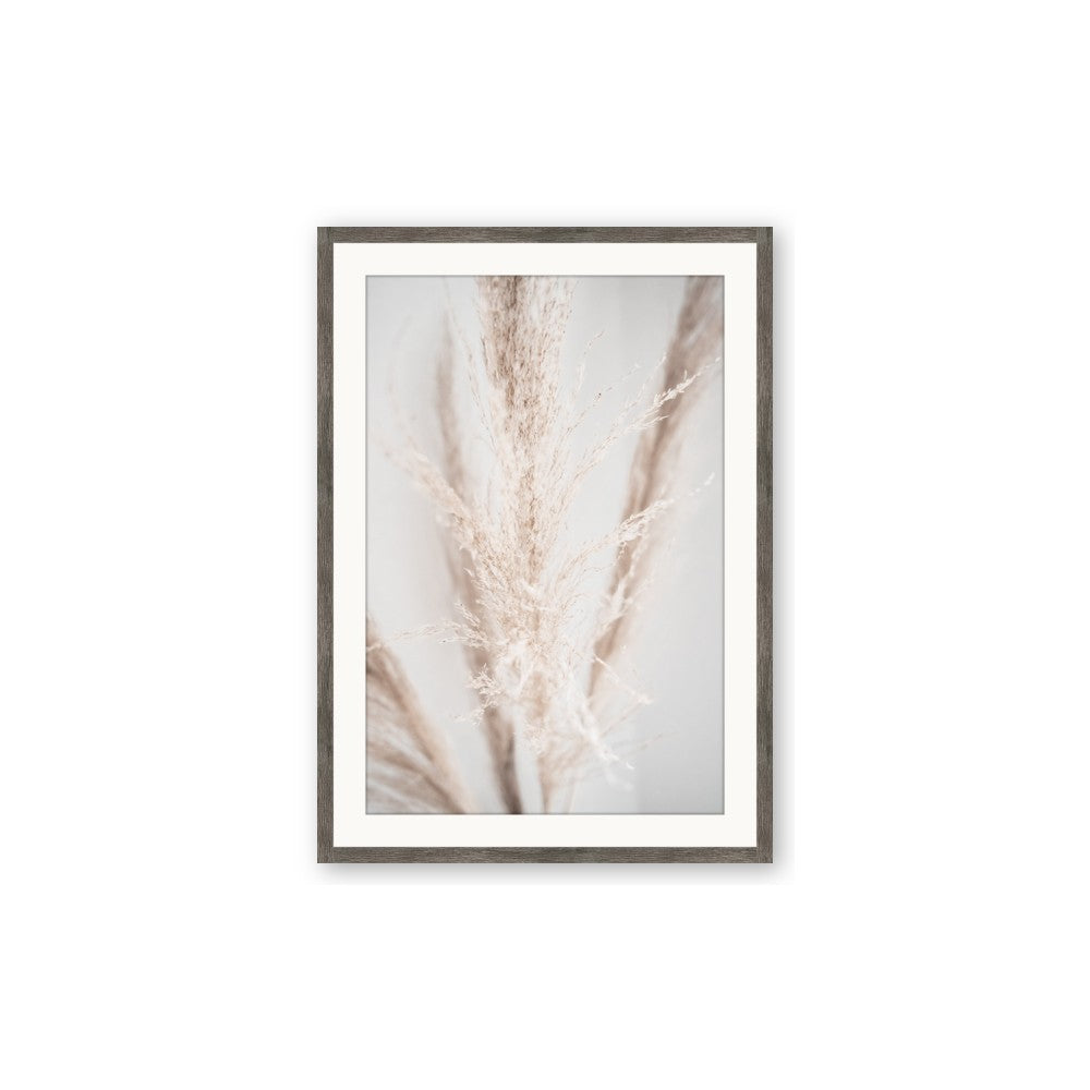 Whispy Pampas