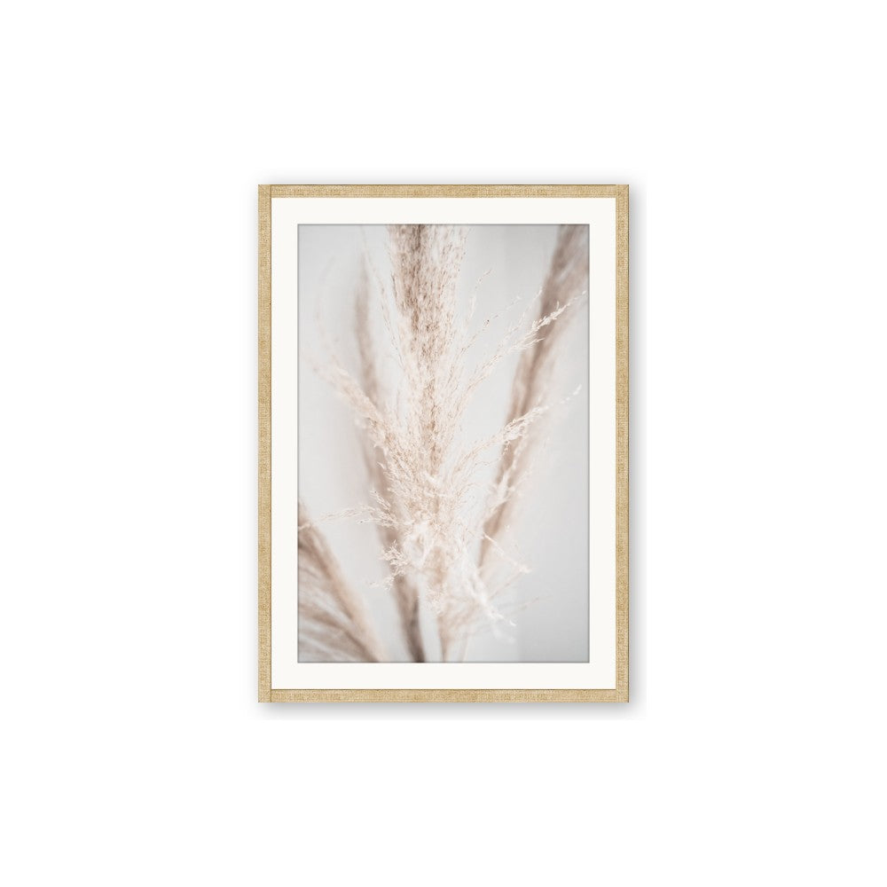 Whispy Pampas