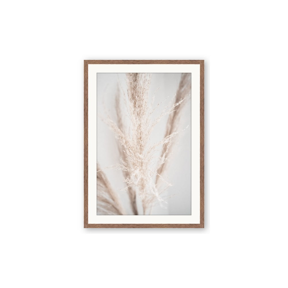 Whispy Pampas