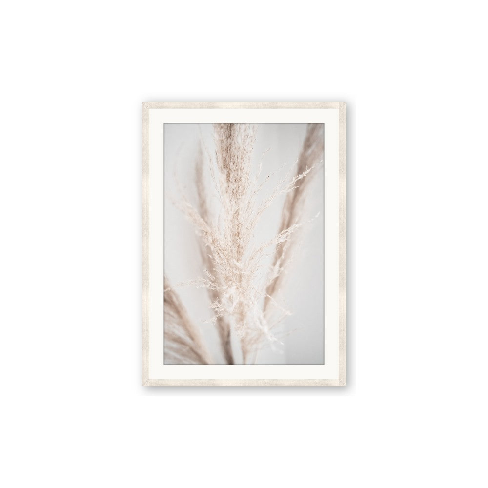 Whispy Pampas