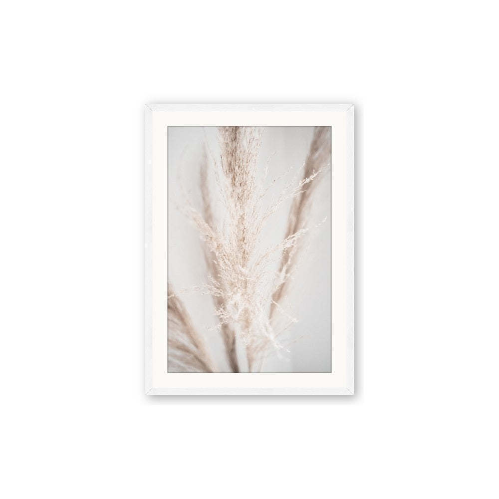 Whispy Pampas