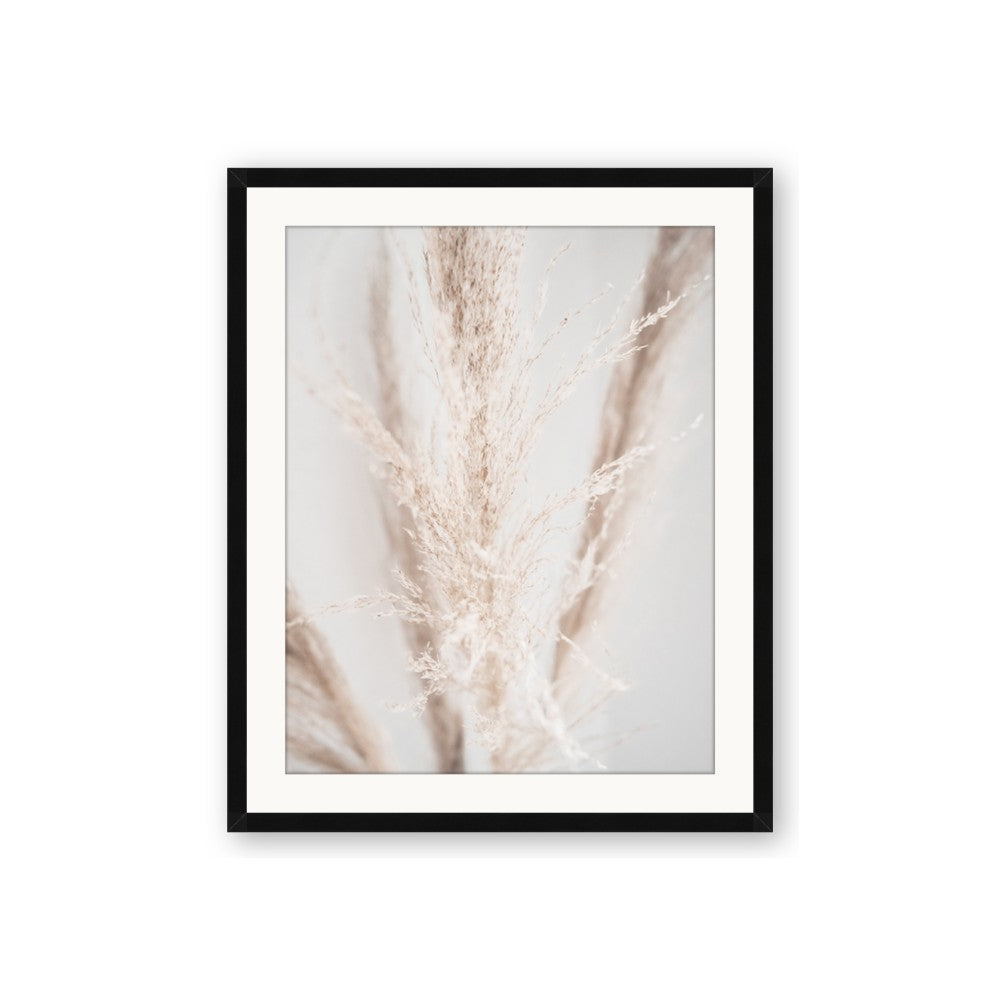 Whispy Pampas