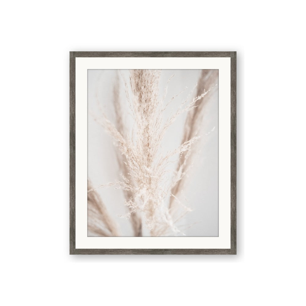 Whispy Pampas