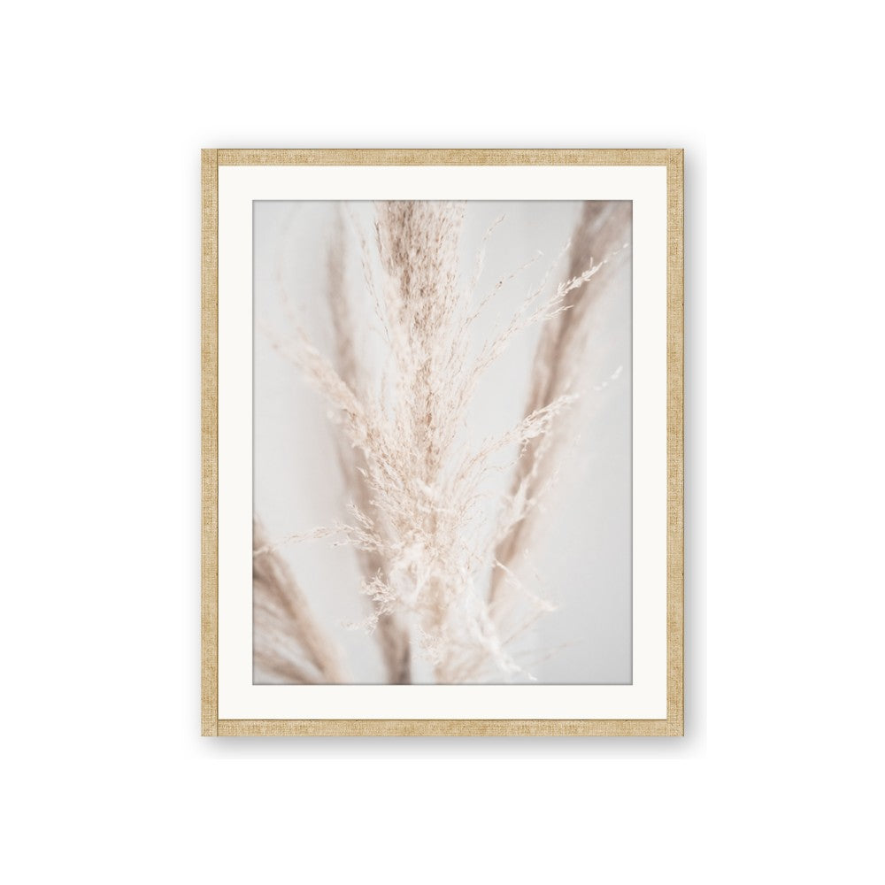 Whispy Pampas