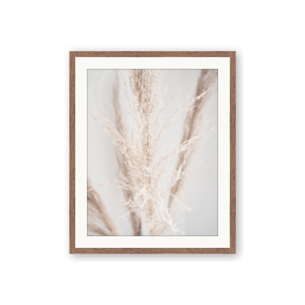 Whispy Pampas