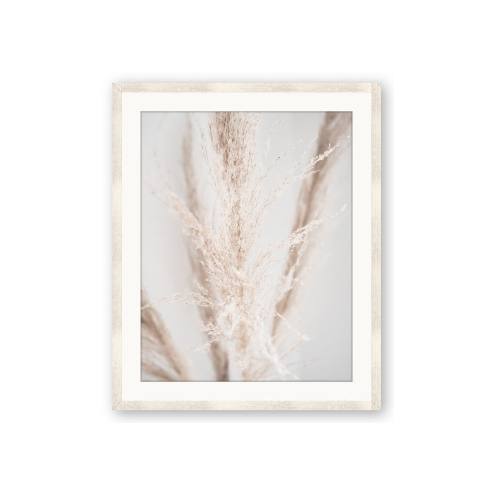 Whispy Pampas