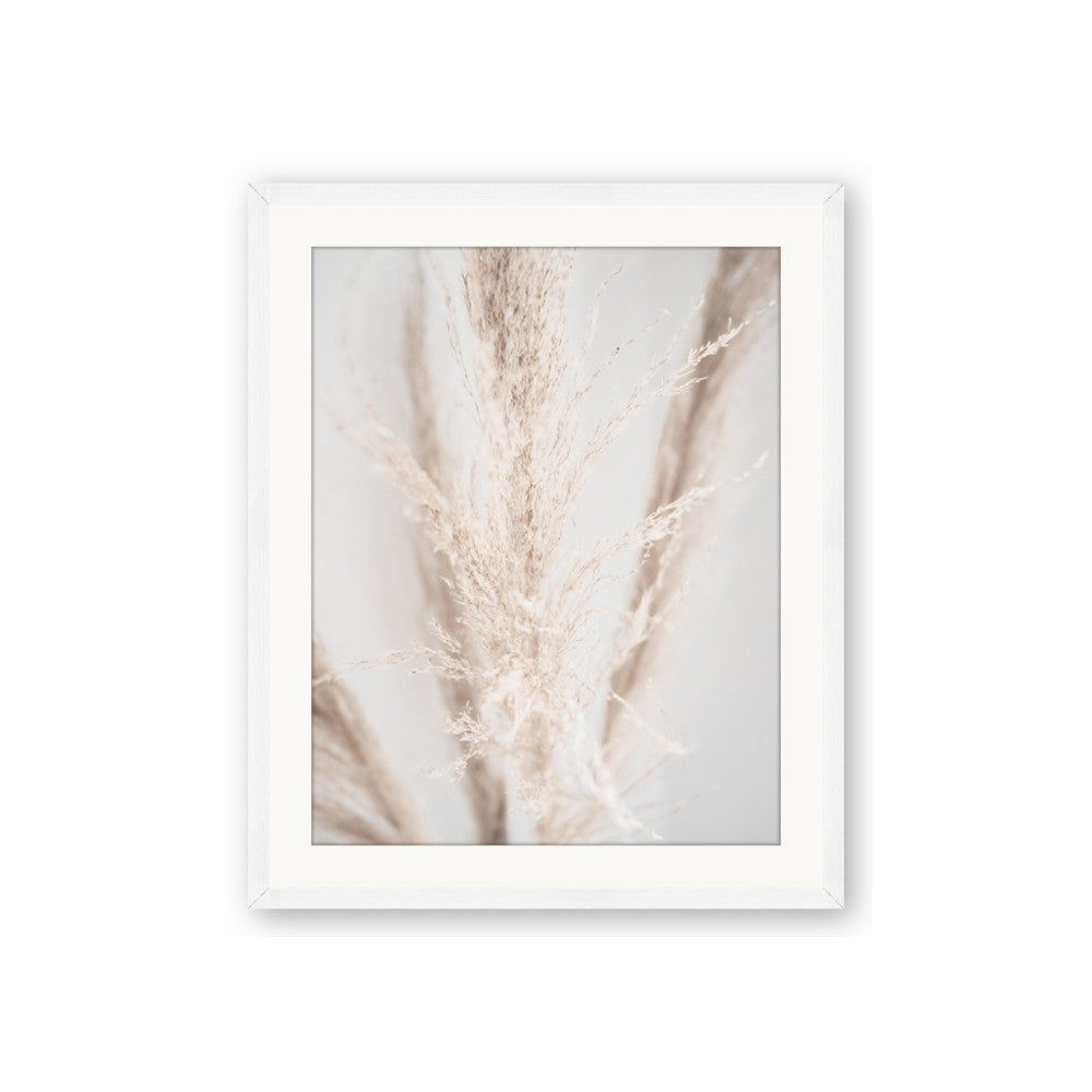 Whispy Pampas